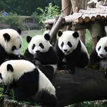 【奢御九寨】成都、熊貓樂(lè)園、九寨溝、黃龍   雙飛5日游(0購(gòu)物，0自費(fèi)，精華景點(diǎn))